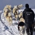Cha et chiens !!!
