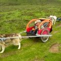 Cani rando avec sulky pour enfant - SHERPA