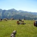 Cani-rando en altitude