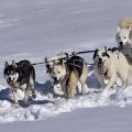 Team Dog