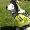 Dog Adventure