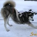Chien