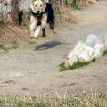 Chien volant !