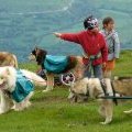 Cani rando avec sulky pour enfant - SHERPA