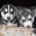 Les petits chouchoux !