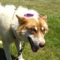 Kayak - Fashion Dog