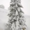 Mon beau sapin...!