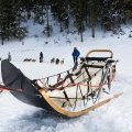 Traineau du musher