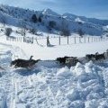 Baptême avec un attelalge de 12 chiens (2)