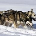 Loup et Baya en tête