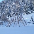 Camp tipis