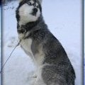 Lobo