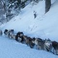 Baptême avec un attelalge de 12 chiens