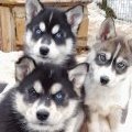 Trio