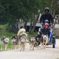 Cani-Kart Sherpa