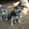 Blue et Spot - 1 mois