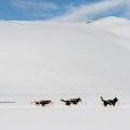 Pôle Nord ? Non, les Pyrénées, les Hautes Pyrénées, le 6-5 !