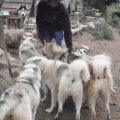 Man versus dogs !!!