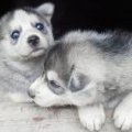 Les petits chouchoux (2) !