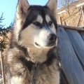 Loukoum...majestueux !