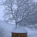 La cabane au fond du...chenil !