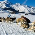 Sourire pour tous - Base de chiens de traineaux Sherpa - Pyrénées